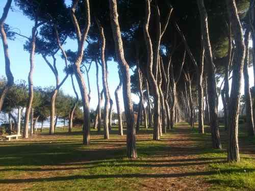 Pineta Dannunziana e Aurum